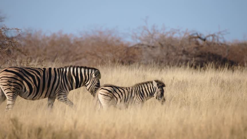 A zebra and its baby are walking in a long brown grass field