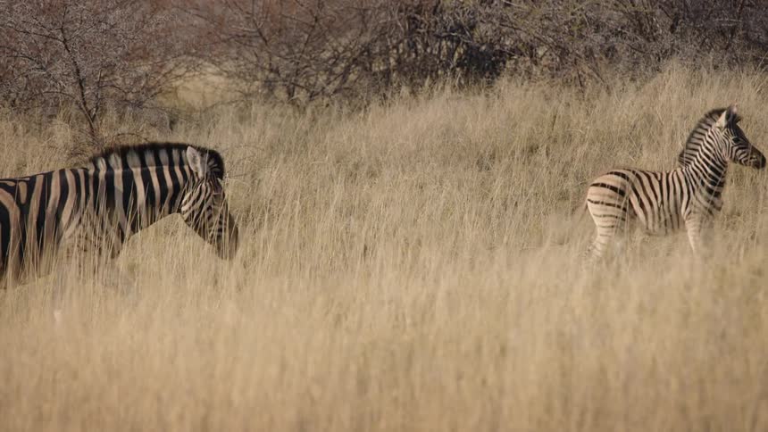 Zebras including a cub walking through the grassland in the jungle