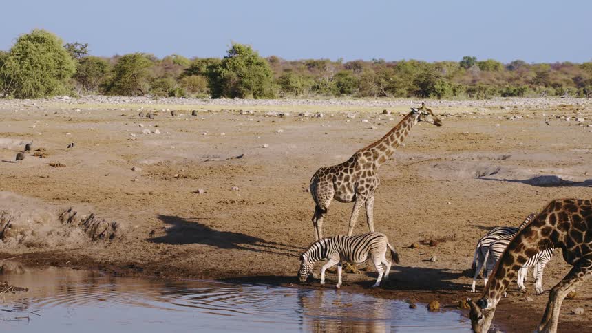 Jungle landscape like zebras and giraffes drinking water