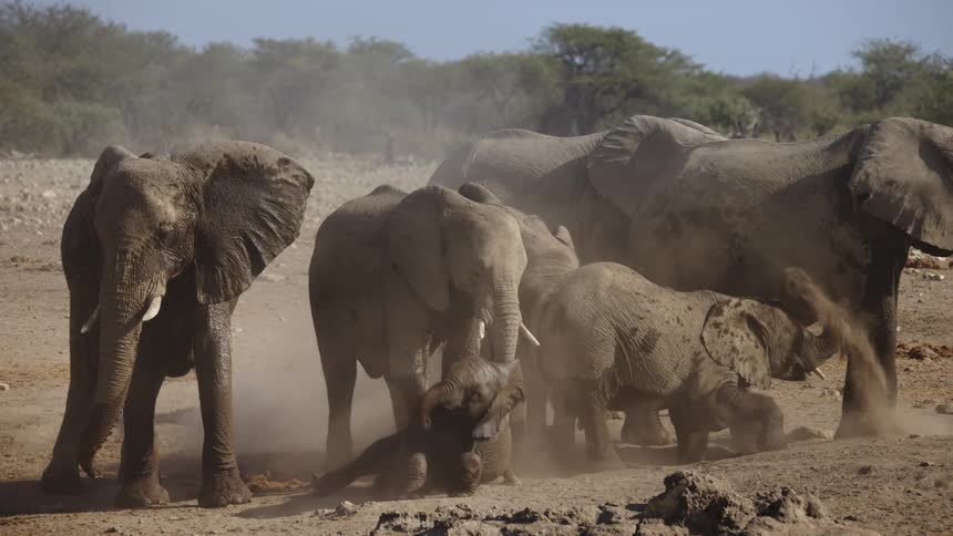 A group of elephants splash around in the mud