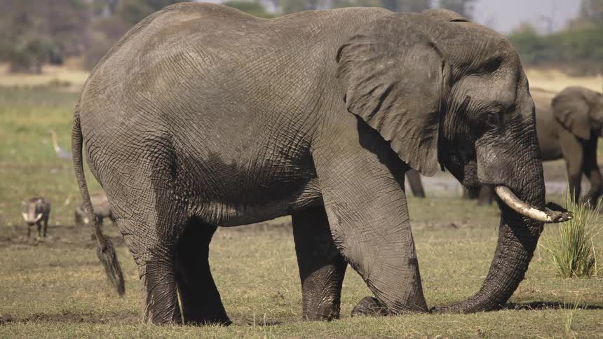 An elephant rubbing itself through the mud in a pasture during a safari