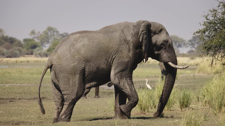 An african elephant rises off the ground