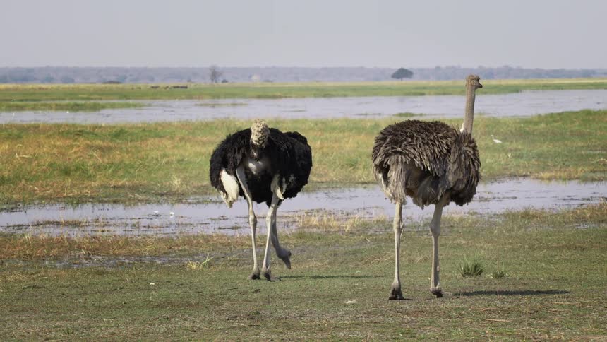 Arabian ostriches walking in puddle field