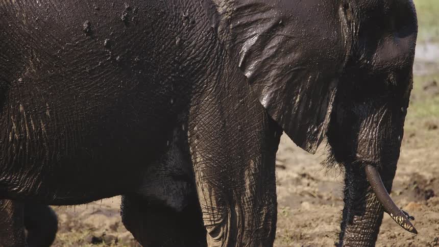 An elephant in a savanna covered in mud