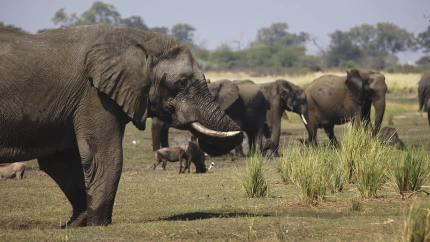 Elephants in the jungle using their horns and throwing mud at themselves