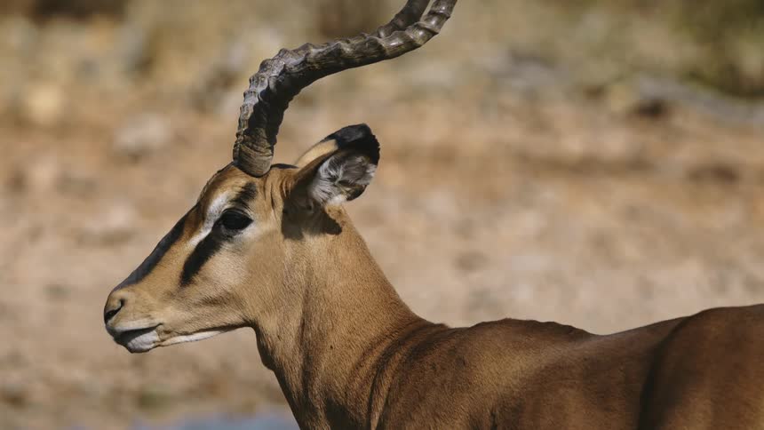 Horned impala in the jungle moving its tongue