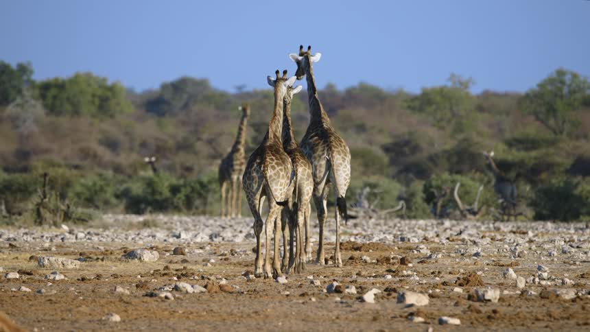 A herd of giraffes walking in a field in the forest during the day