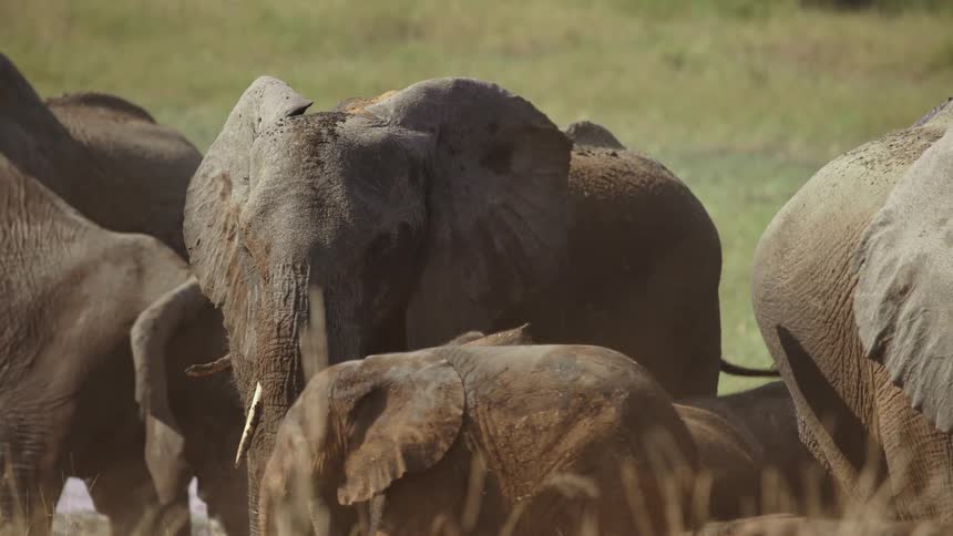 A herd of elephants in a field on a sunny day