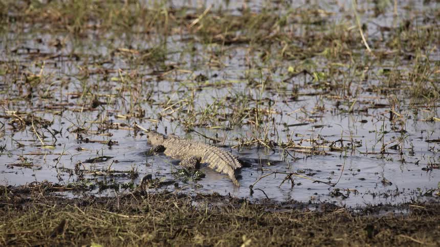 A crocodile is lying on the bank of the lake