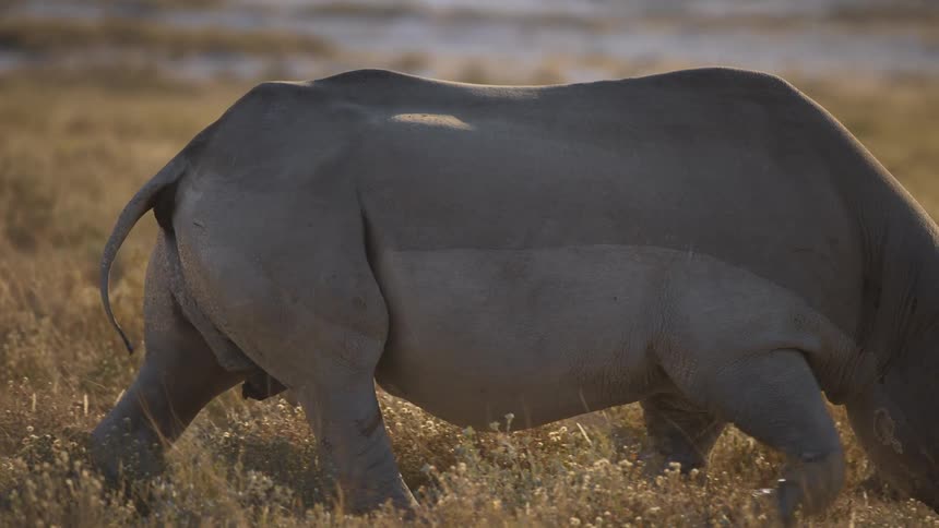 A rhino is walking on a sunny day