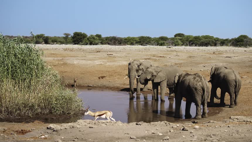 An antelope walks past elephants at a watering hole