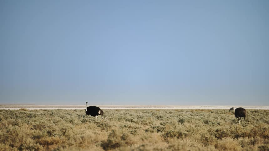 Ostrich walking through the jungle on a cloudless blue sky day