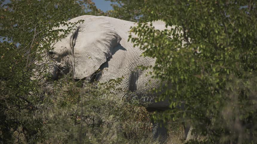 A large white elephant is in the forest