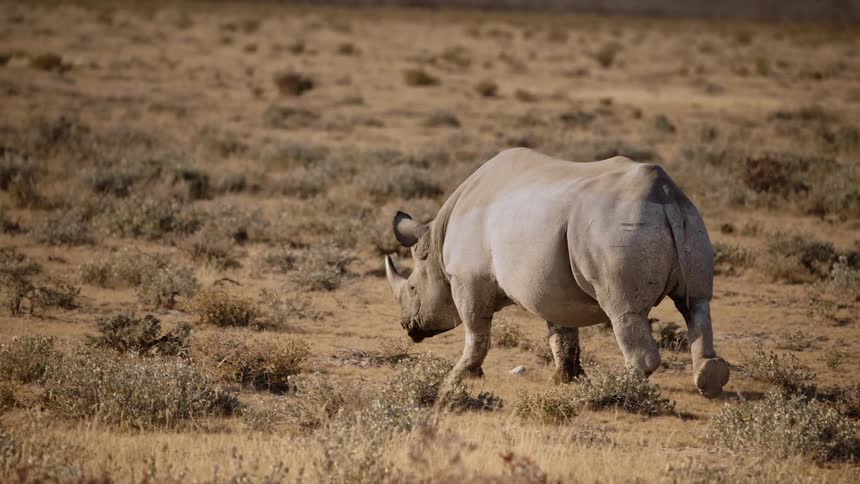 A rhinoceros walks across a grassland