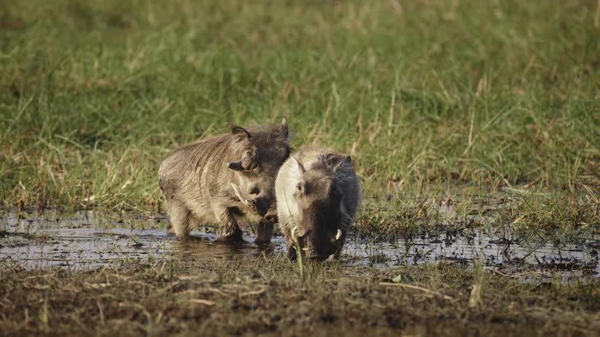 Two boars are in the bog
