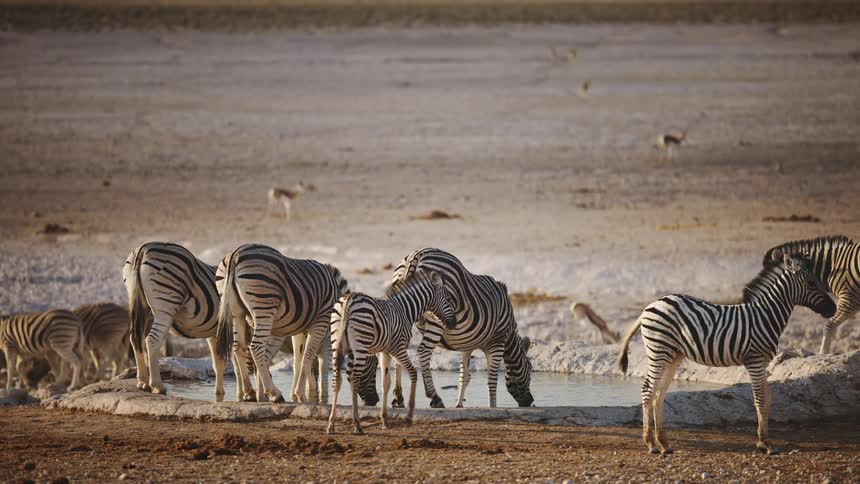 A herd of zebras drinking water from small lake