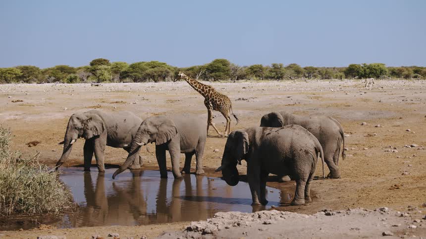 A giraffe walks by elephants at a pond