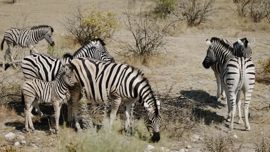 Zebras including a baby walking and feeding through the jungle