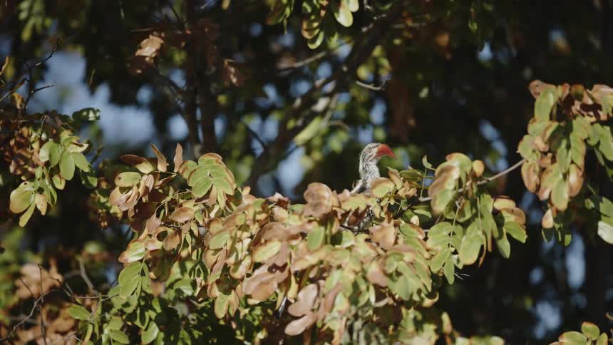A gray bird with a red beak on a tree during the day