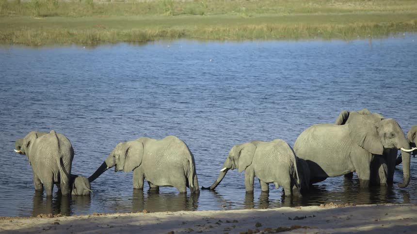 Elephants drinking water in a river in the jungle