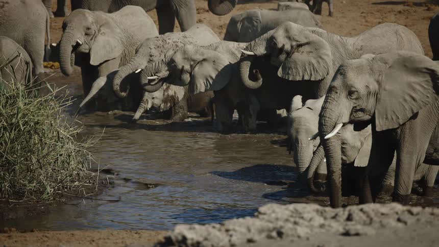Group of elephants drinking water in a stream in the jungle