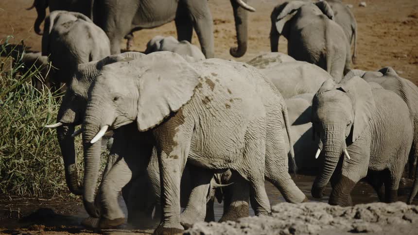 A large group of elephants at a watering hole