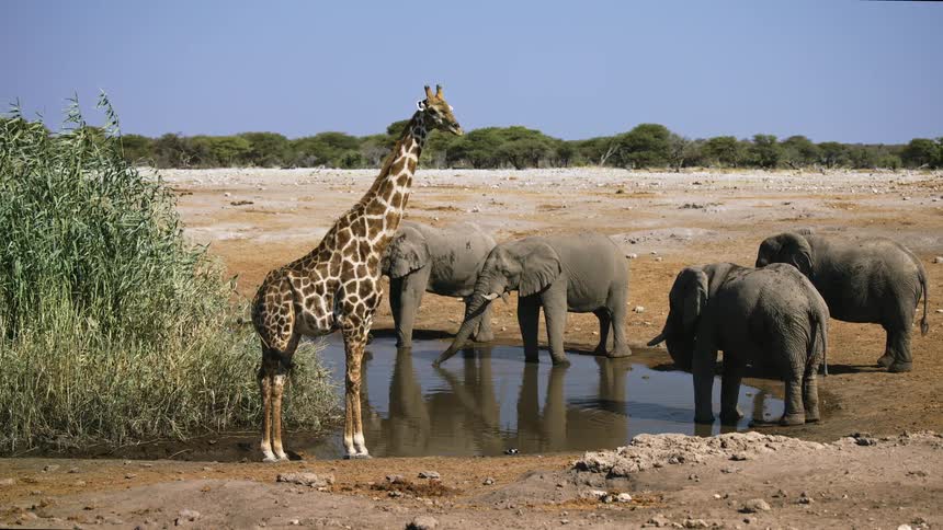 Elephants and a giraffe drink water from a pond