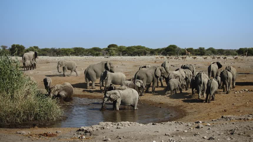 African elephants around a small lake