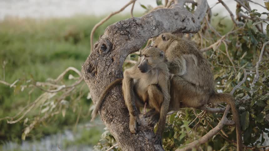 Baboon scratching anothers fur in the wild while they are on a log