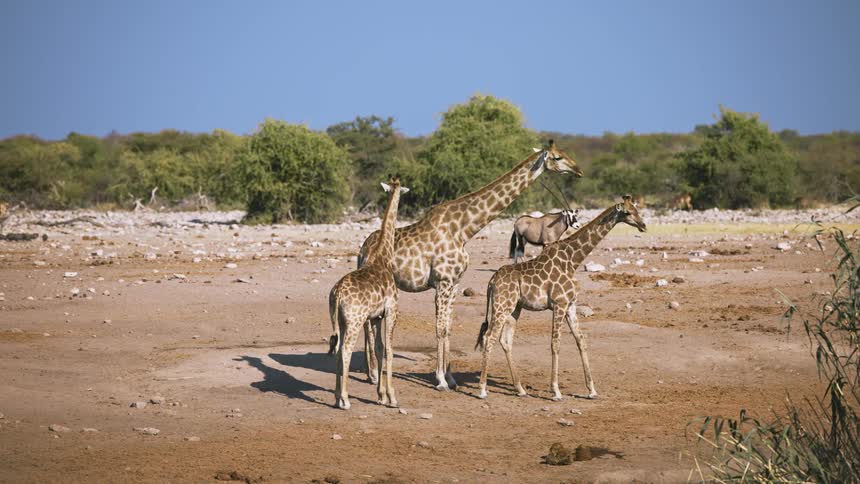 Giraffes are walking and standing in the field