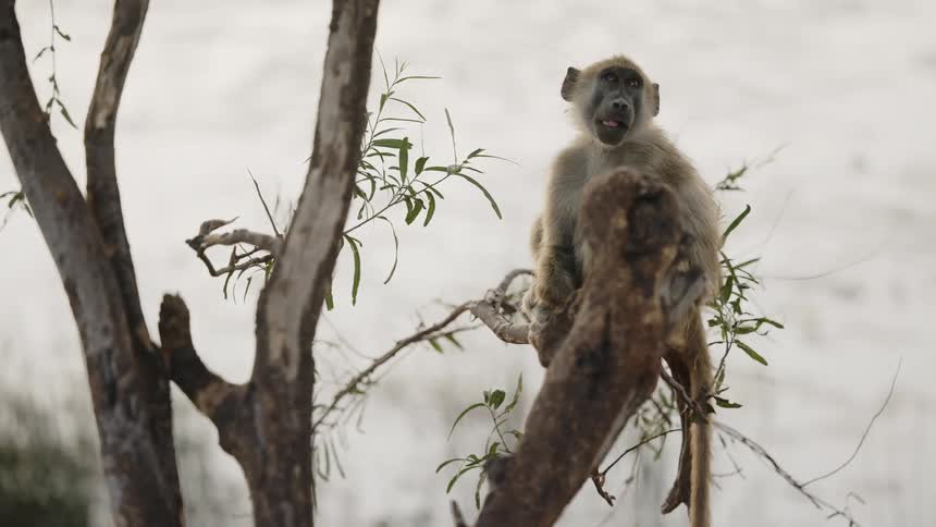 A small monkey sits in a tree and looks around