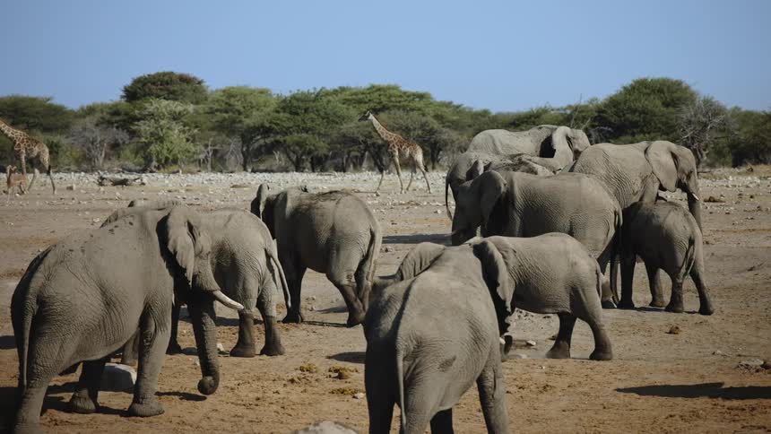Many elephants roaming around in the wild at midday