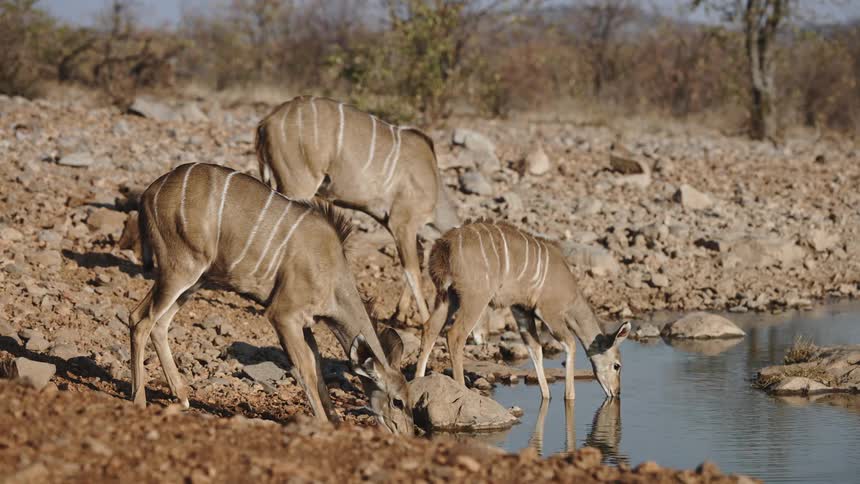 Impalas on the edge of a small river drinking water in the jungle
