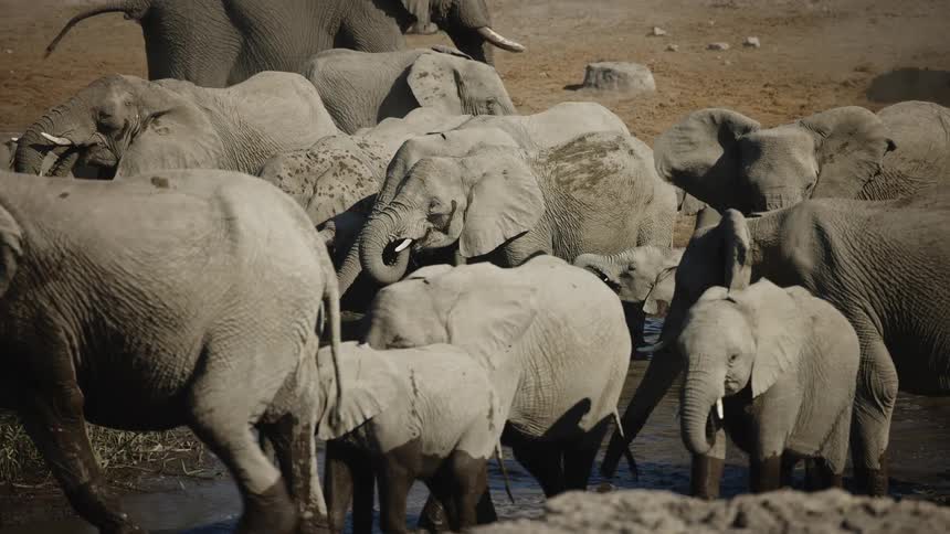 Elephants wander around a watering hole
