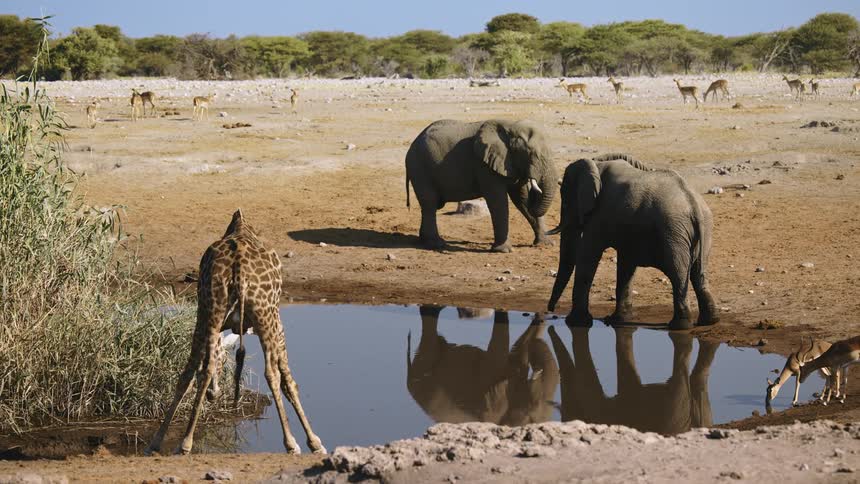 Giraffes elephants and other wild animals in the jungle