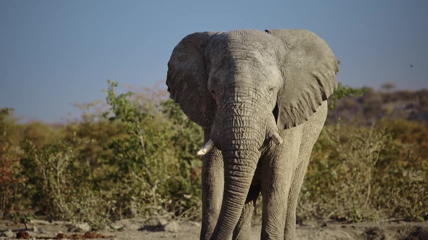 African elephant standing in the field