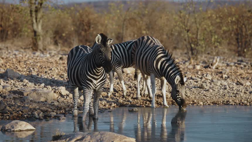 A group of zebras drinking water from a small lake