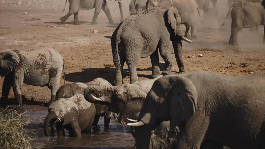 A herd of elephants is playing and drinking water