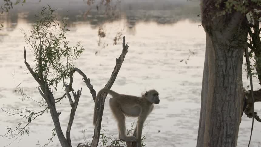 Money sits on tree near a lake