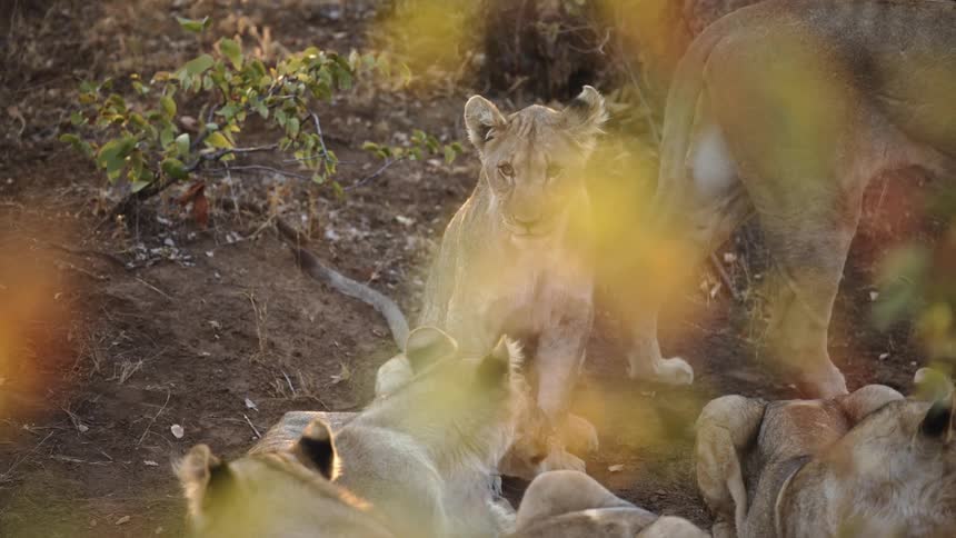 Cluster of lions including cubs in the jungle lying down