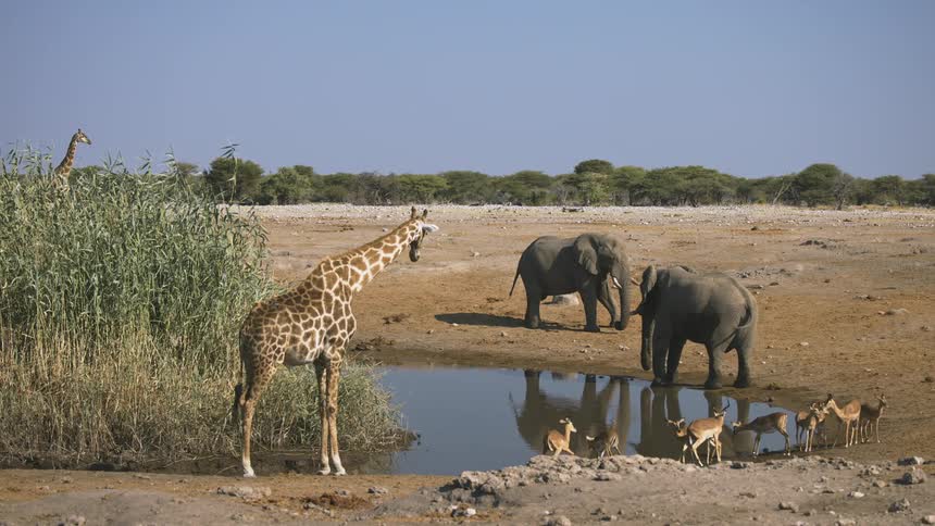 A group of antelopes elephants and giraffes are standing around a small lake