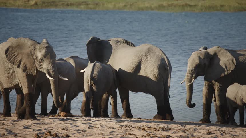 Elephants gathered around a body of water