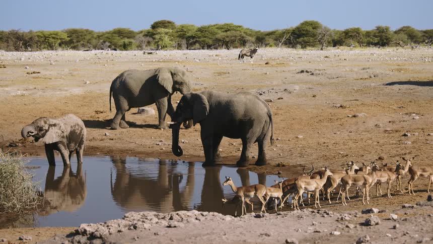 Animals hanging around a watering hole