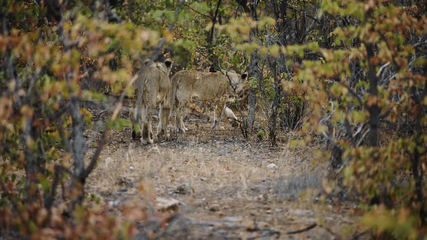 Lions walk through the woods