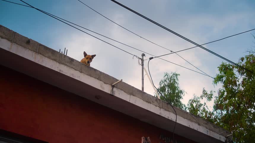 A dog barking on the roof of a house