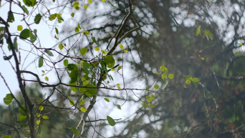 Sparse leaves of tree contrast with taller trees and the pale blue sky