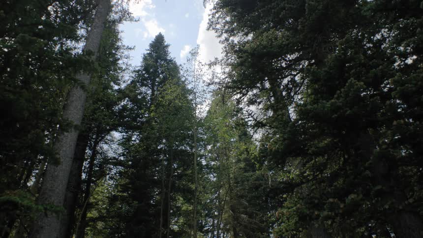 Sunlight brightens on conifers in forest on a cloudy day