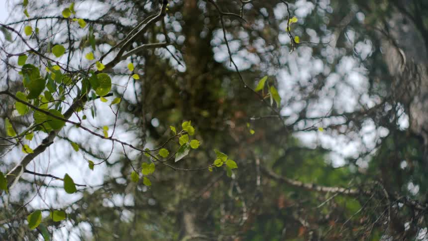 Sparse yellow green leaves on branch contrast with blue of sky