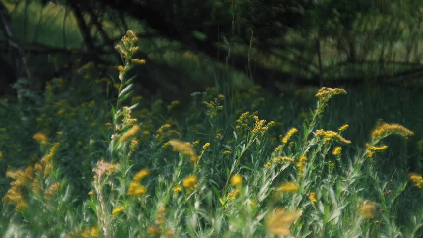 A man lays back while outdoors in a field with tall wildflowers