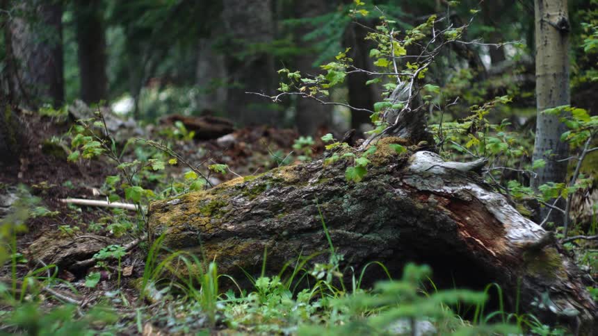 A piece of a fallen tree trunk in a forest is covered in moss and vegetation